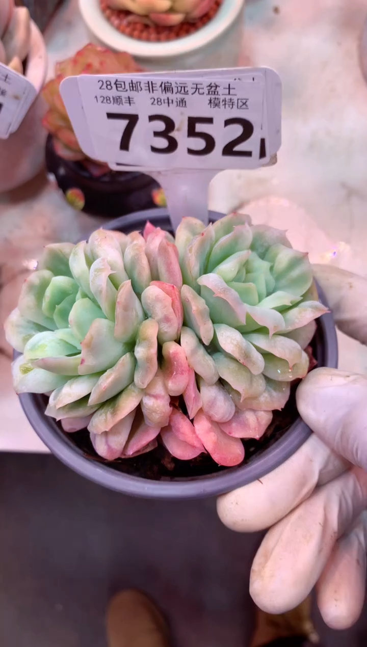 曾*节7352（一物一拍，精品多肉，w所见即所得 ）