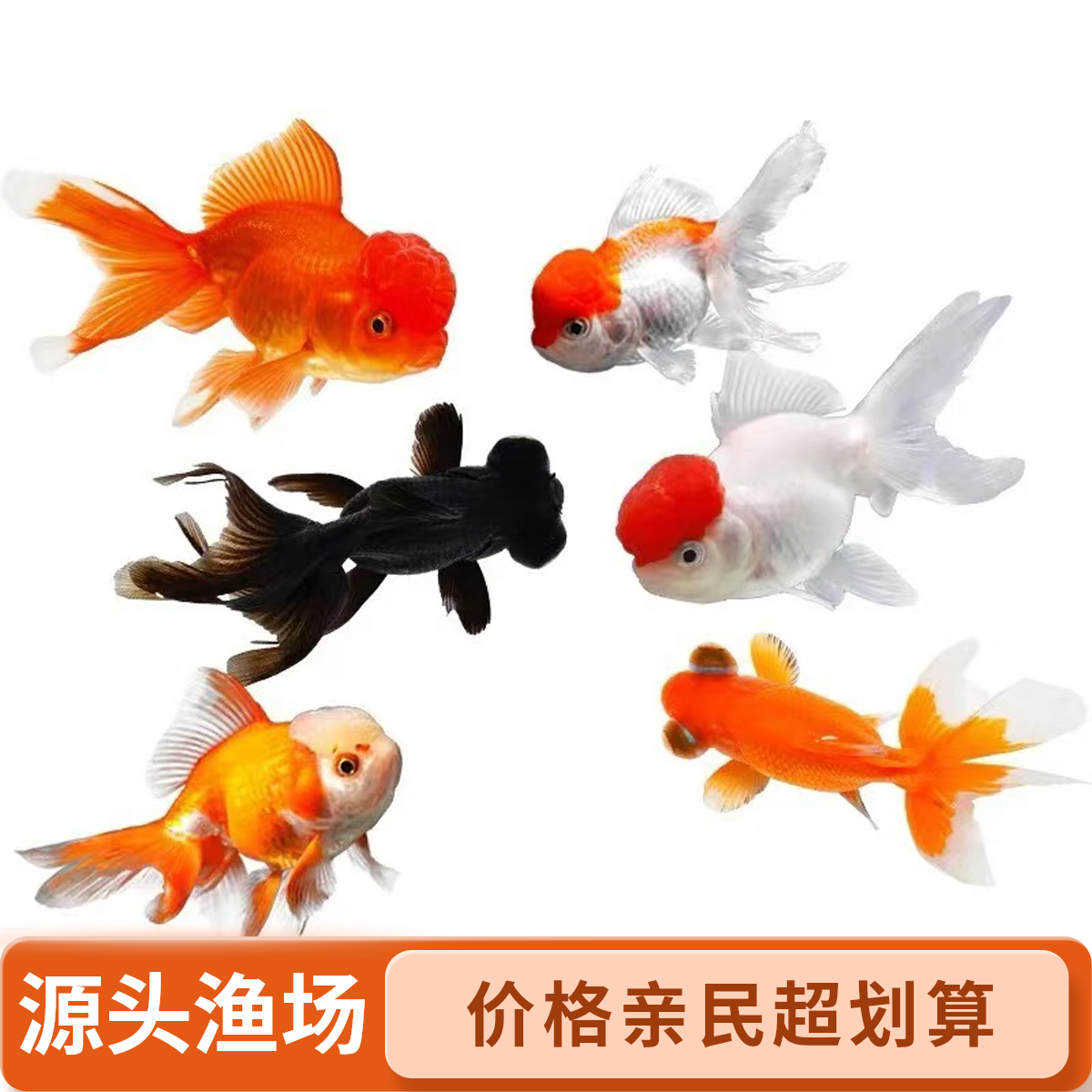 【大尺寸】精品国粹小金鱼9-12cm 进阶人工筛选 源头渔场直发 包邮