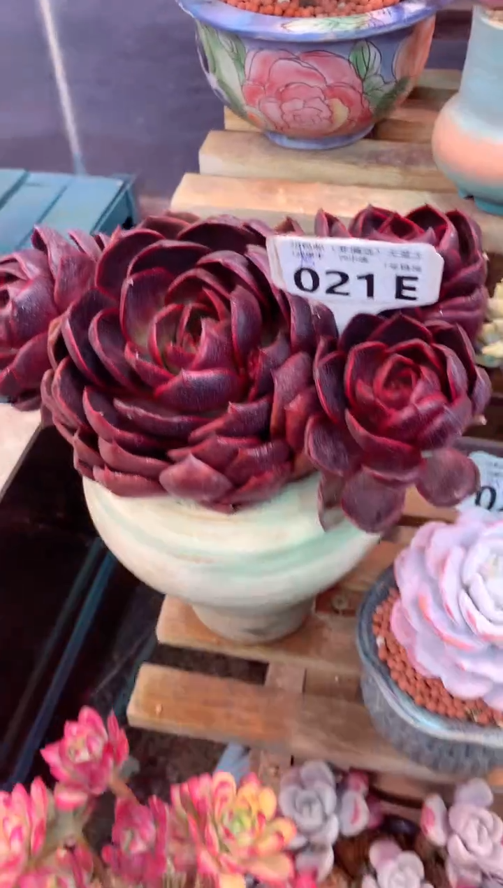 021E（一物一拍，精品多肉，w所见即所得 