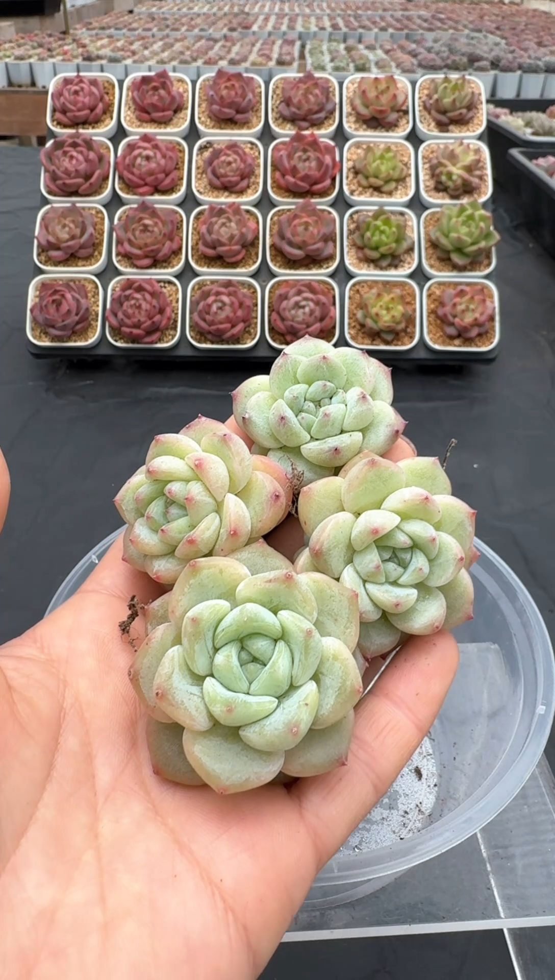 【闪购商品】626号一物一拍4-7cm包邮4颗