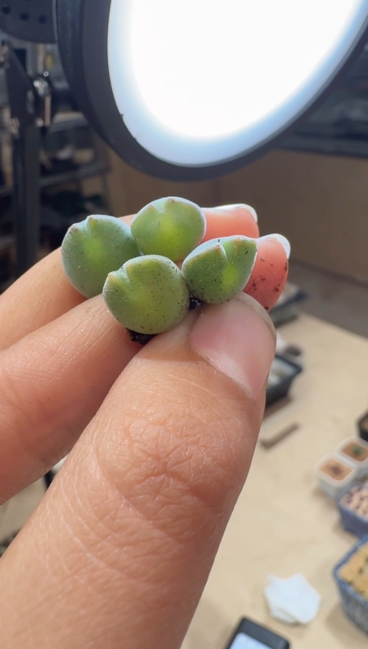 12-32多肉植物肉锥空蝉一颗