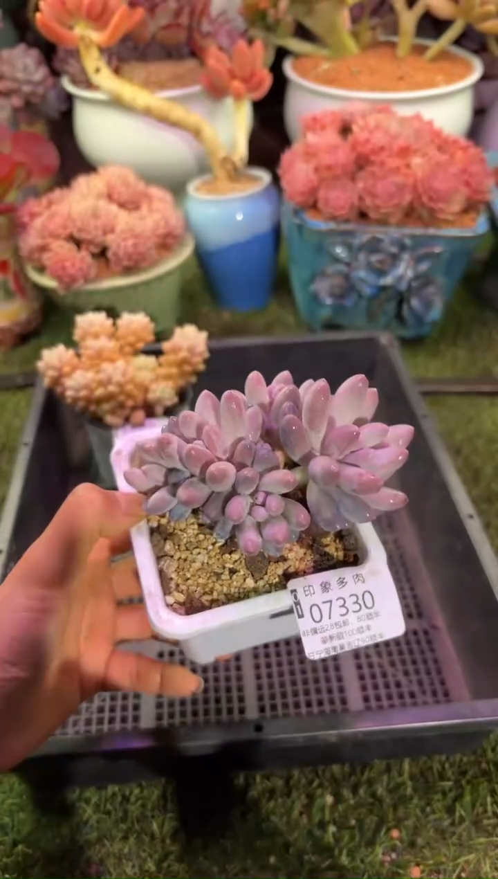 【闪购商品】07330