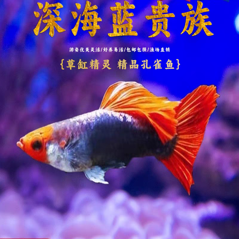 亚成小号深海蓝贵族孔雀鱼〔入缸后不包损〕