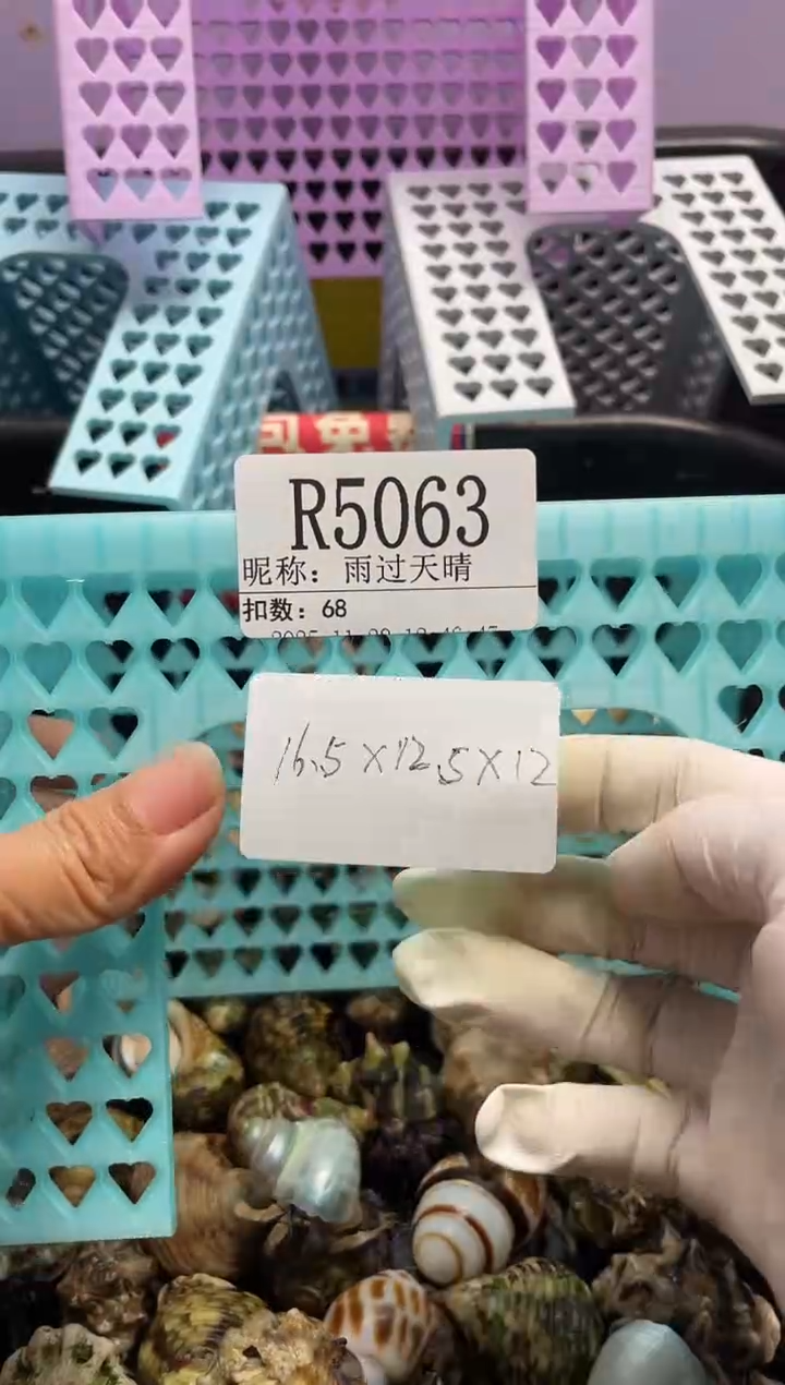 雨**晴陌派帝国寄居蟹5063