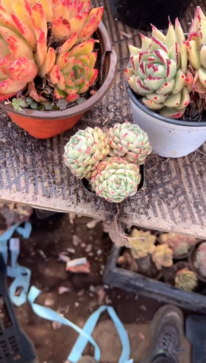 小*豆多肉植物一物一拍30404