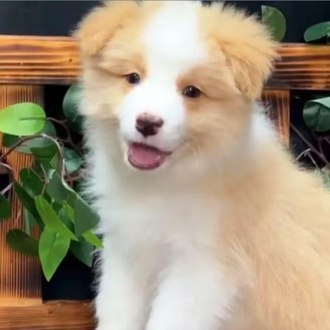 （天行边牧）T狗狗活体