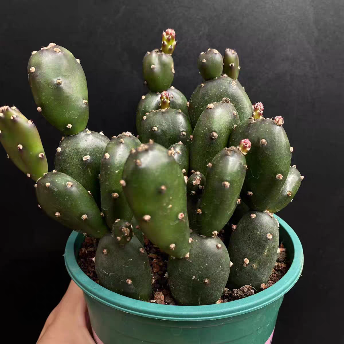 精品仙人球  小土人一盆多颗