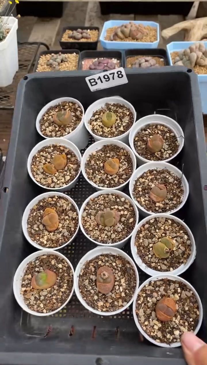 【闪购商品】1978直播一物一拍