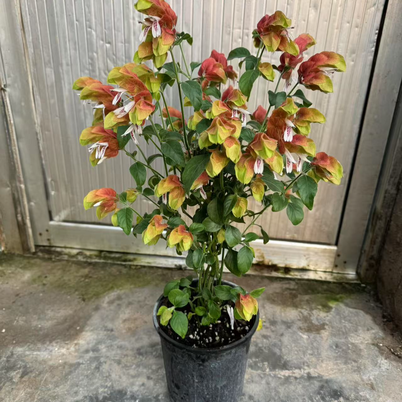 盆栽红虾花四季开花红色虾衣花室内观花绿植花卉带花苞