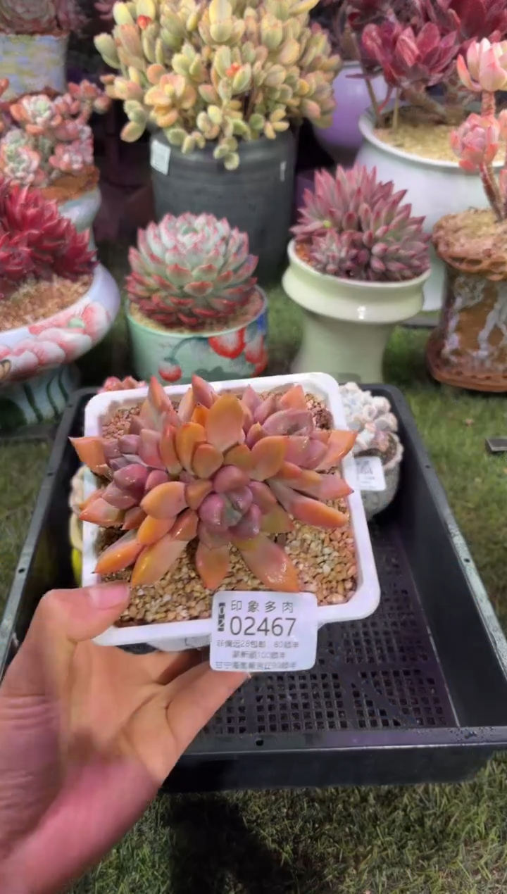 【闪购商品】02467