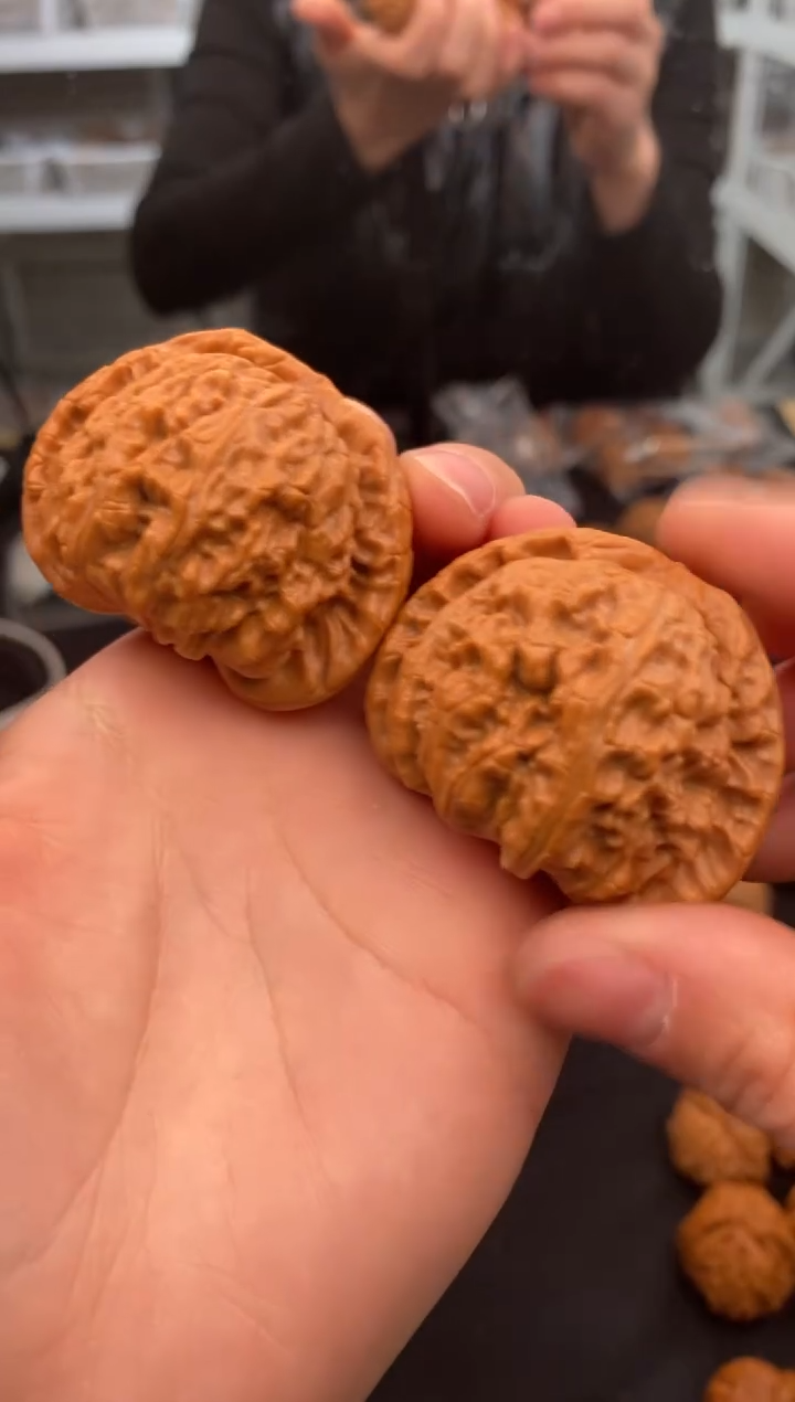 【闪购商品】文玩核桃把件白狮子45-u359