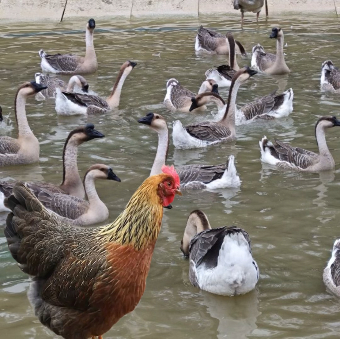 [黑棕鹅+鸡项组合]  清远农家散养 现杀现发 五谷杂粮 冷链包邮