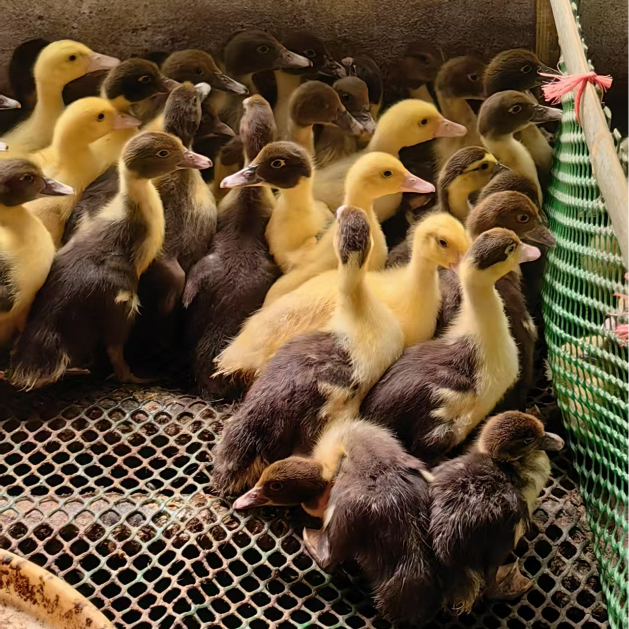 2号【半斤左右】宠物柯尔鸭红头番鸭鸳鸯鸭呆萌宠物 网红鸭活体发货