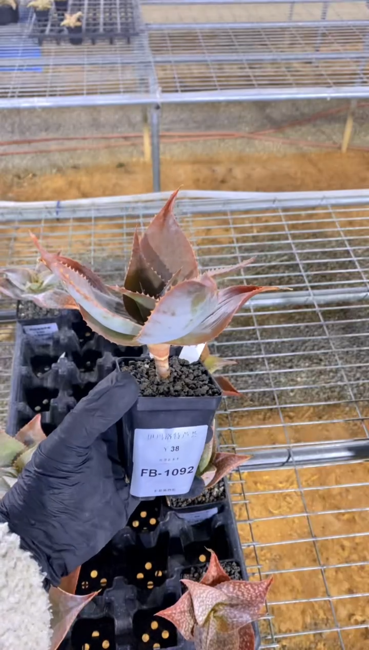 【闪购商品】伊玛洛特脱土FB-1092