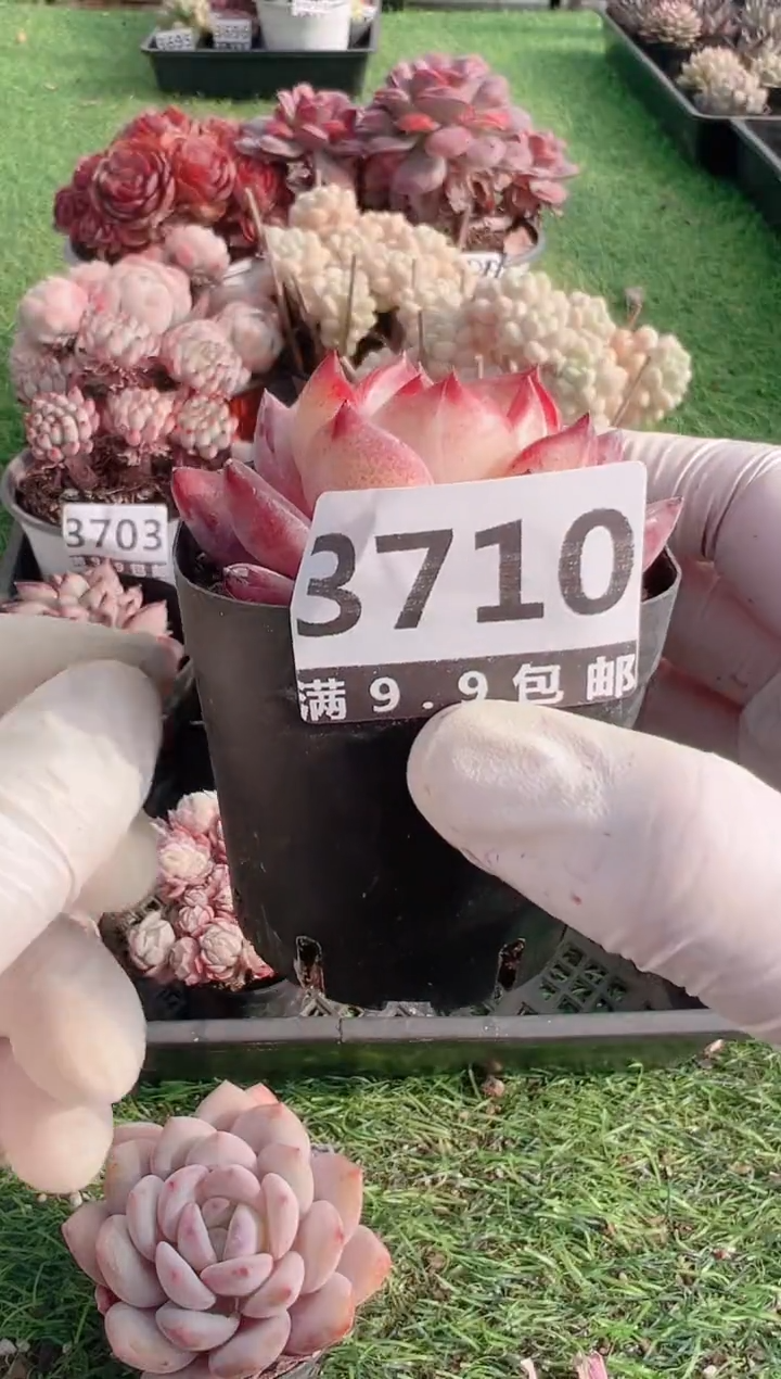 【闪购商品】信福多肉一物一拍