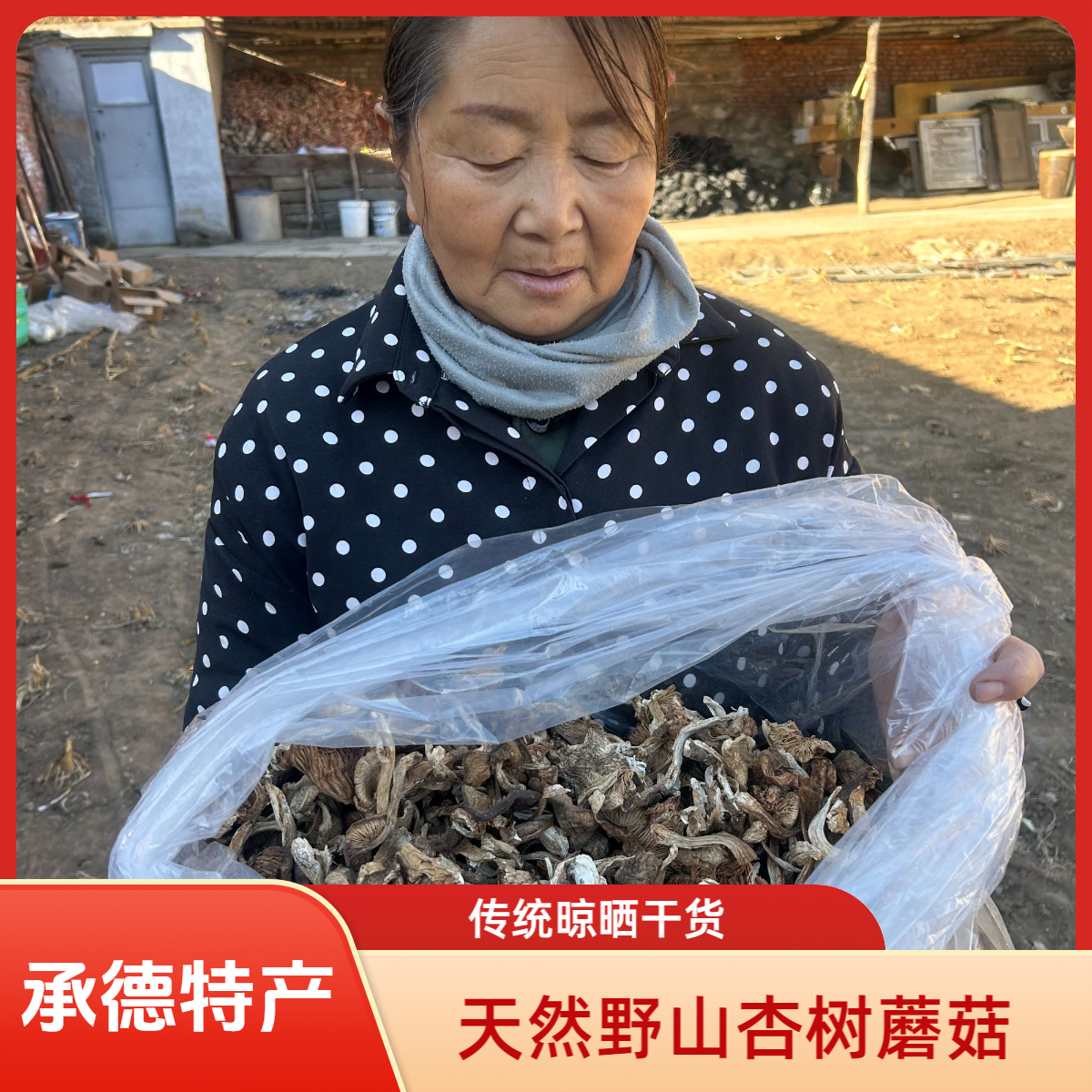 承德特产野山货杏树蘑菇煲汤炒菜炖菜做蘑菇酱无熏硫