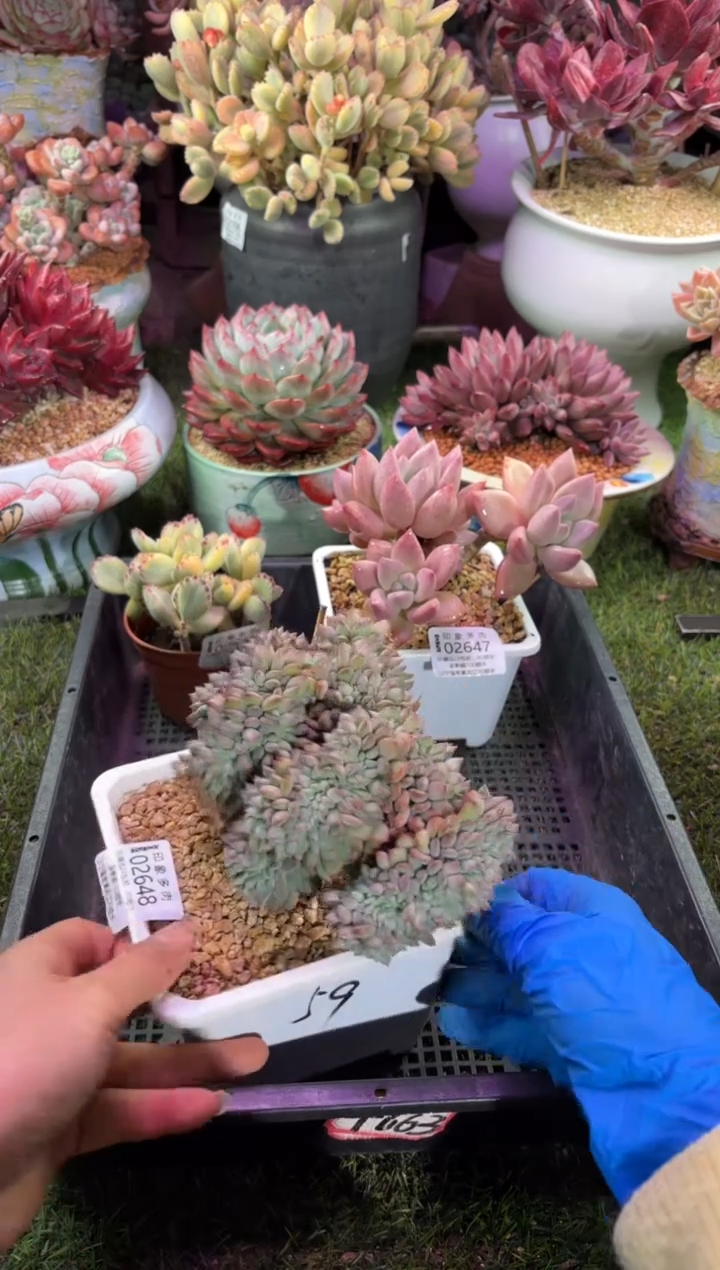 【闪购商品】02648