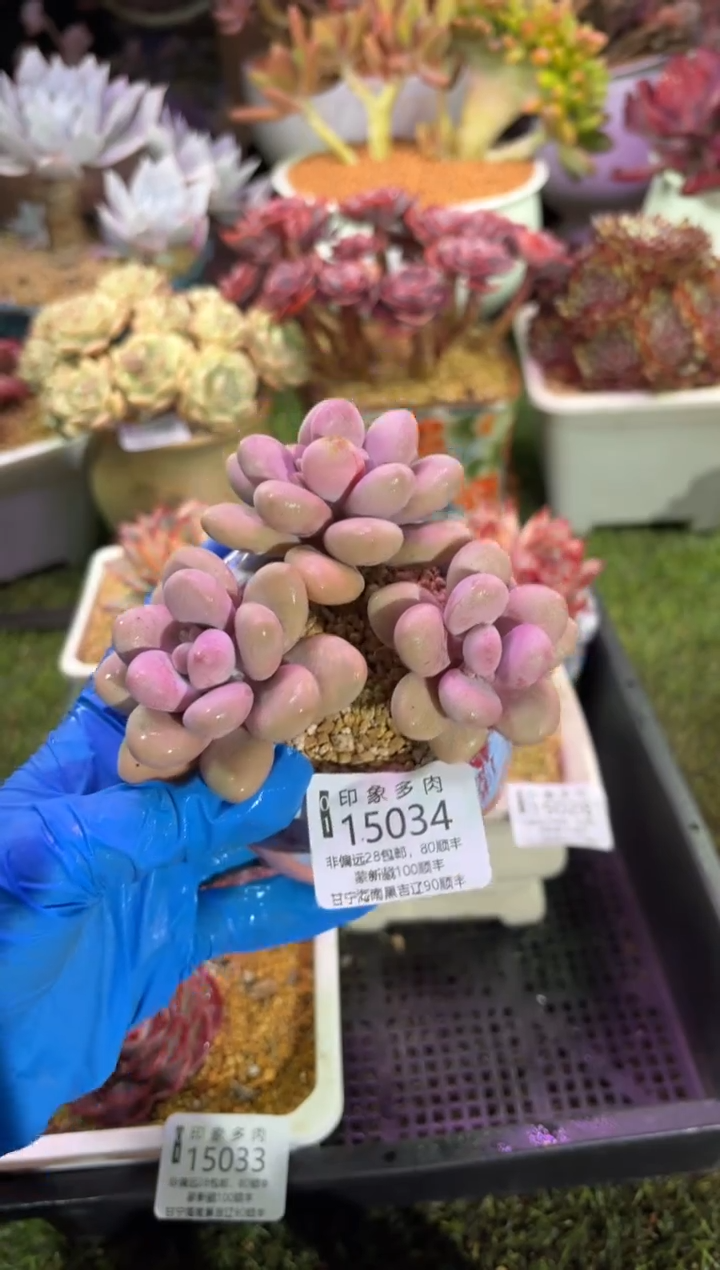 【闪购商品】15034