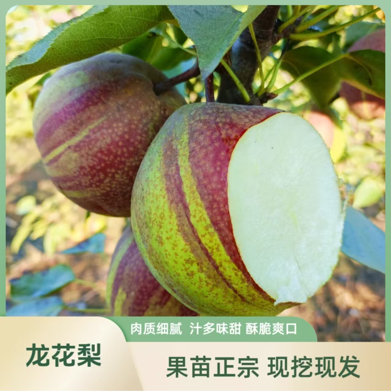 果苗/梨树苗/龙花梨苗/特色新品种梨树苗/正宗梨苗/现挖现发梨苗