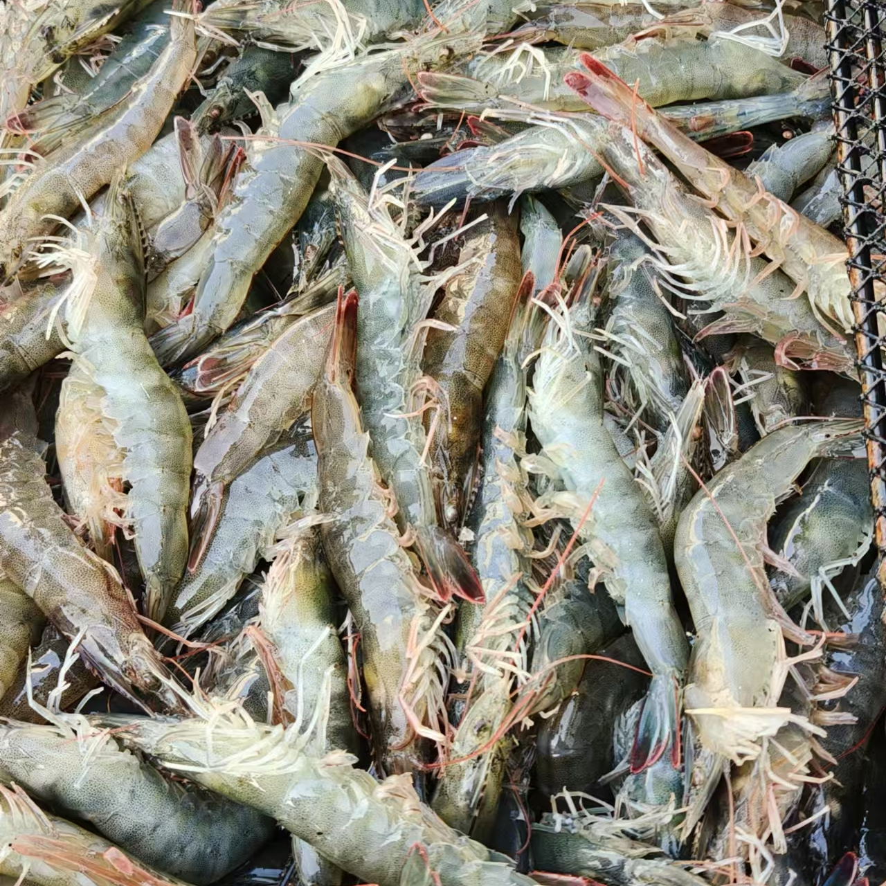 活虾青壳新鲜品质包邮5斤（保鲜不保活）