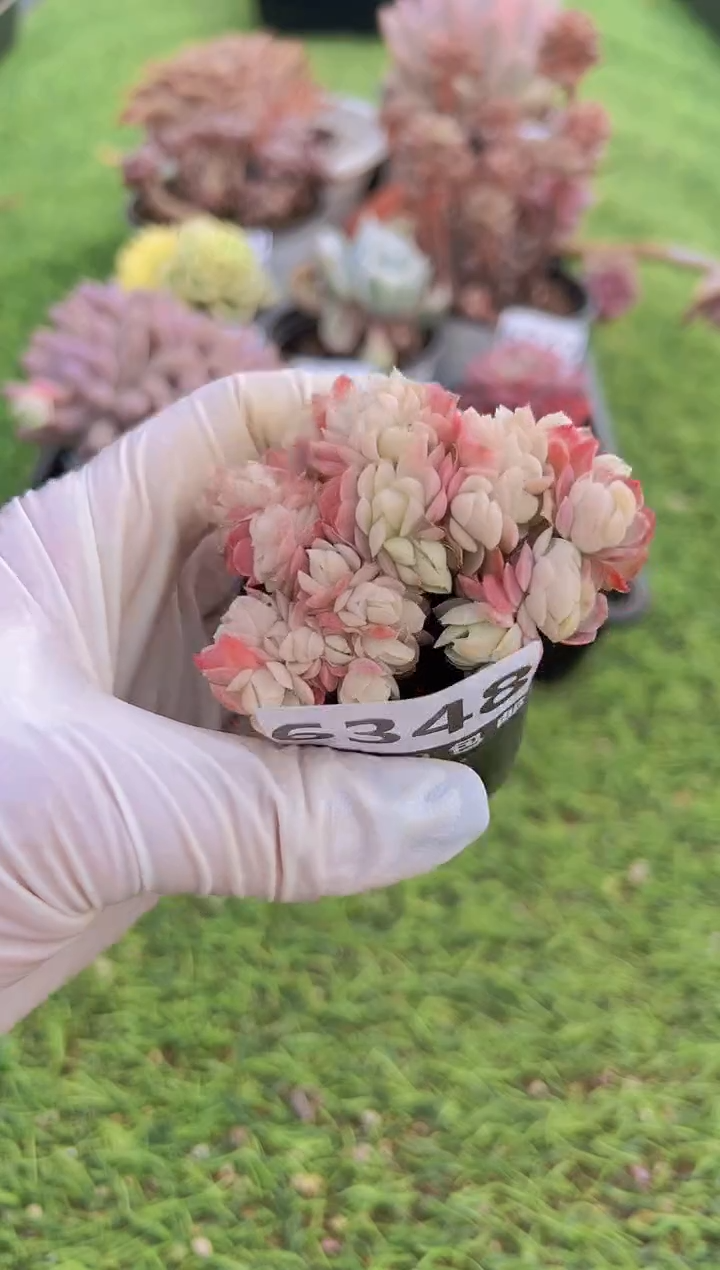 【闪购商品】信福多肉一物一拍