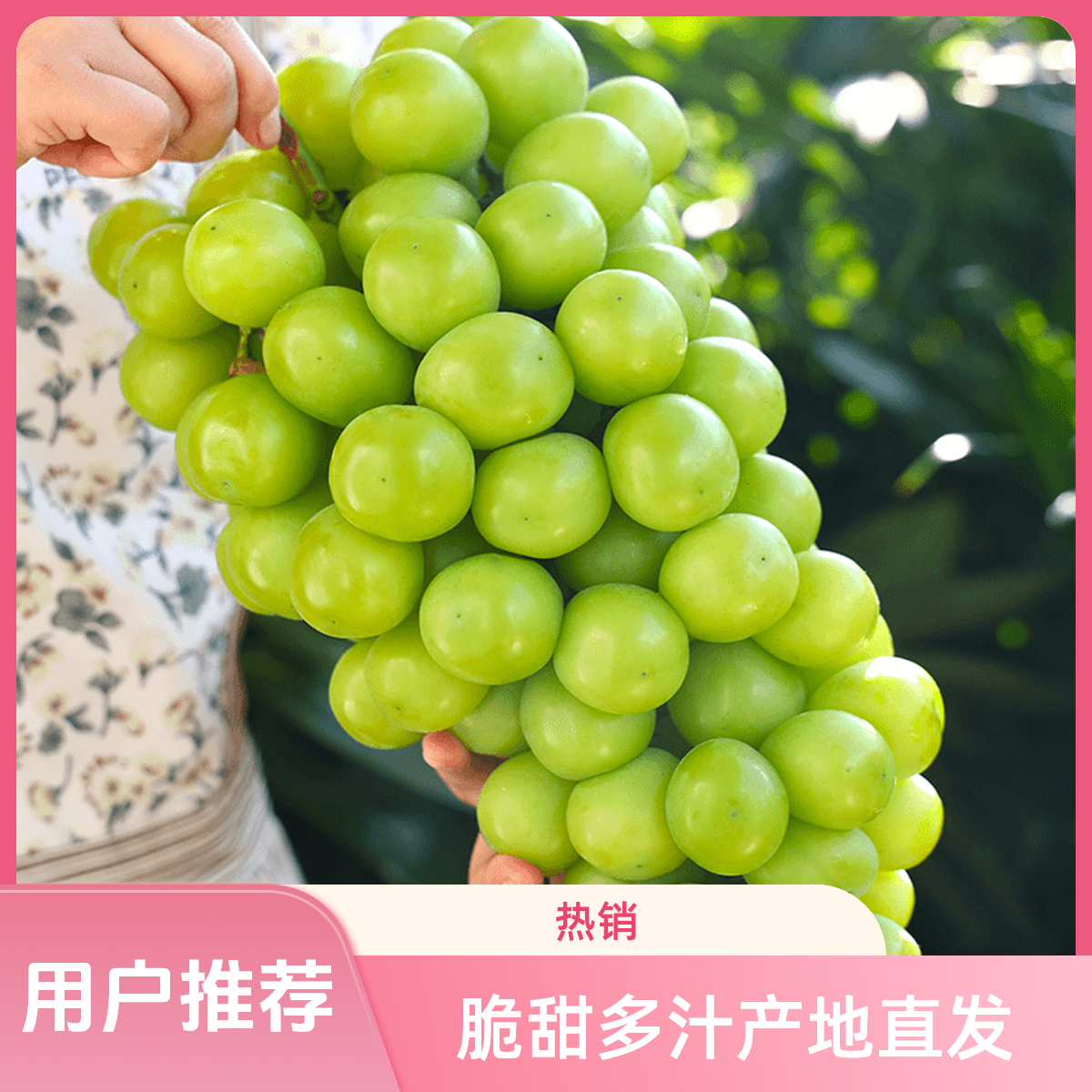 【果园直发现摘现发3斤】新鲜爆汁肉厚阳光玫瑰葡萄顺丰生鲜包邮