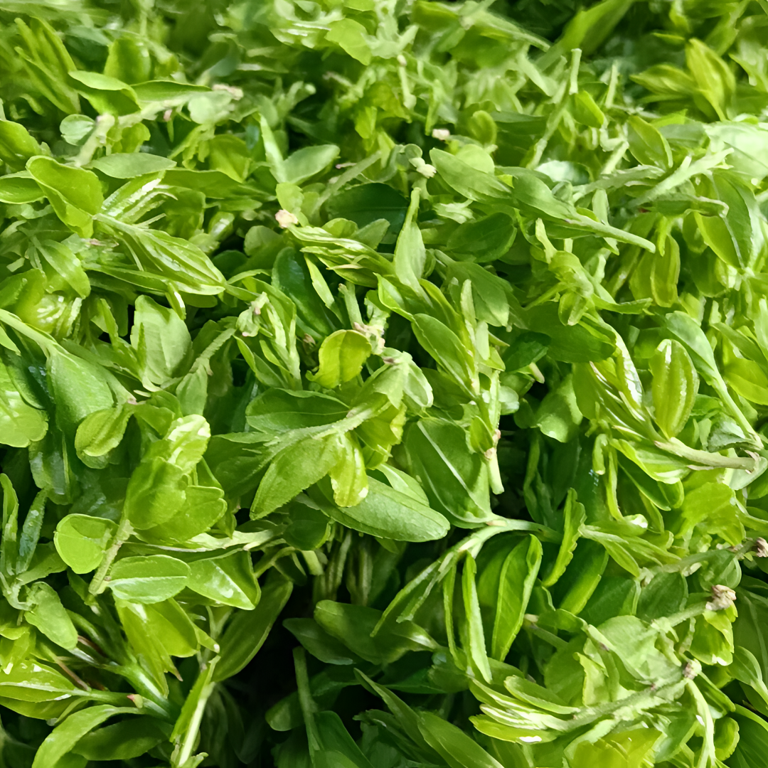 东方睡叶 明前头茬山枣芽 喝多迷糊/不考虑品质勿拍