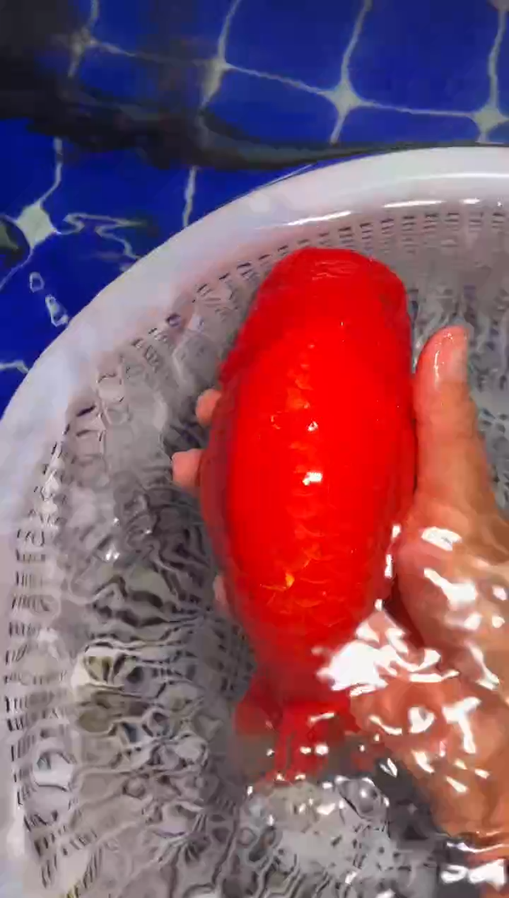 金鱼（运费到付，马印灯下展示）福州追鱼兰寿金鱼