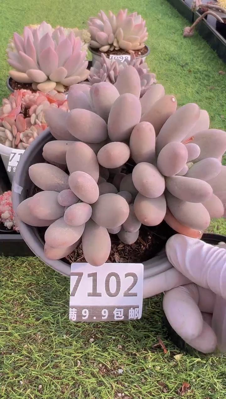 【闪购商品】信福多肉一物一拍