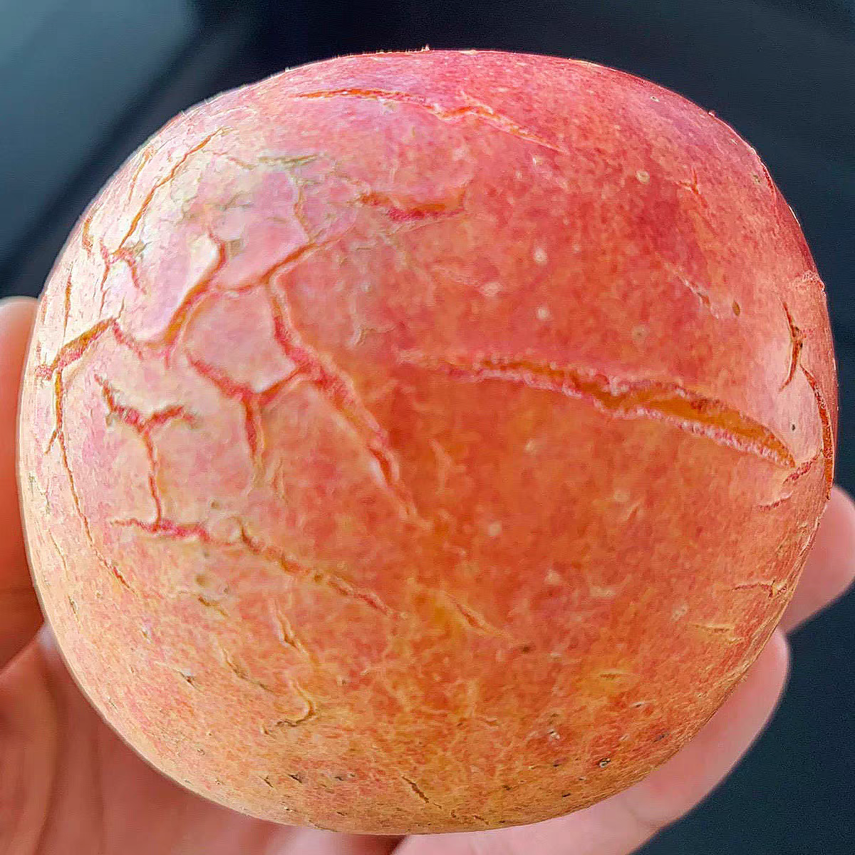 【偏远地区专属】丰县大沙河红富士 净重4.5—5斤包邮