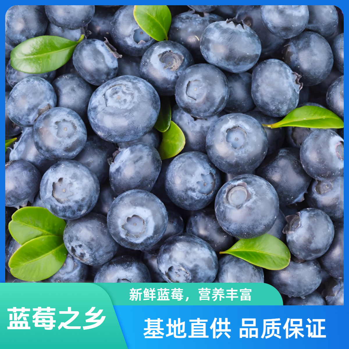 【直播专享 新鲜蓝莓】中小果蓝莓酸甜果江西东乡蓝莓之乡基地新鲜现摘先发12mm-17mm1斤江西省
