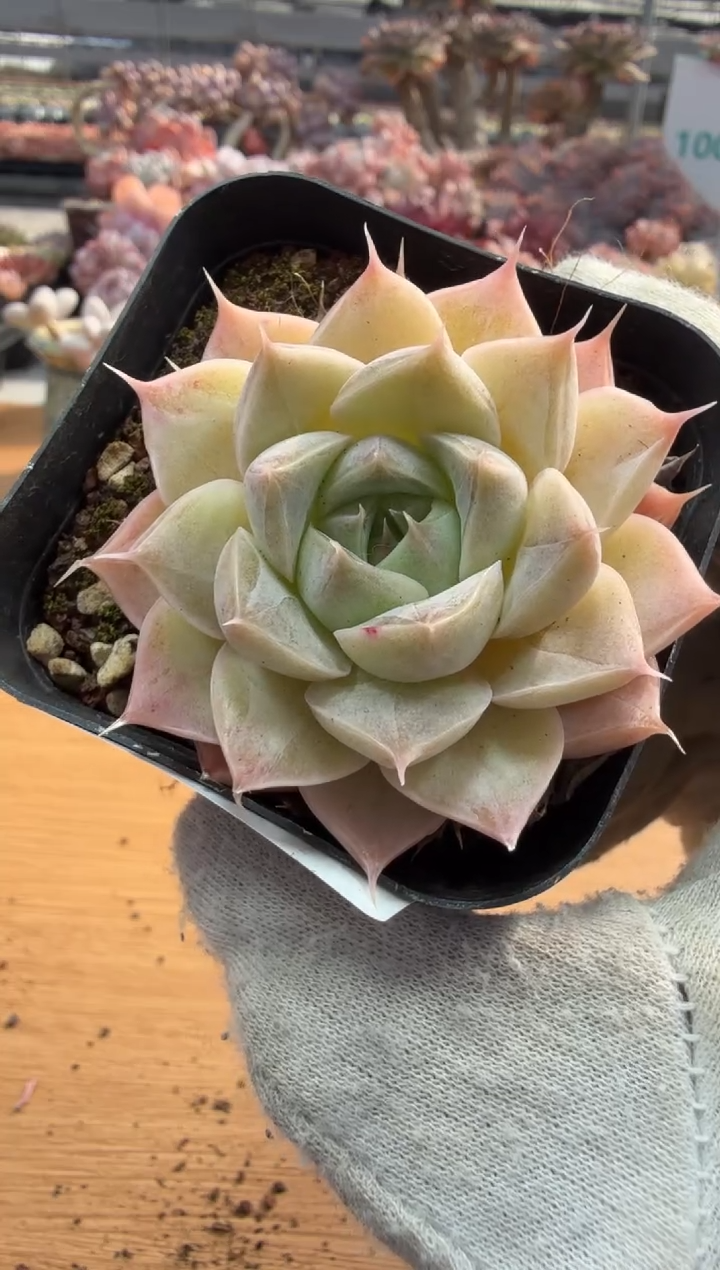 东云多肉园三店-94