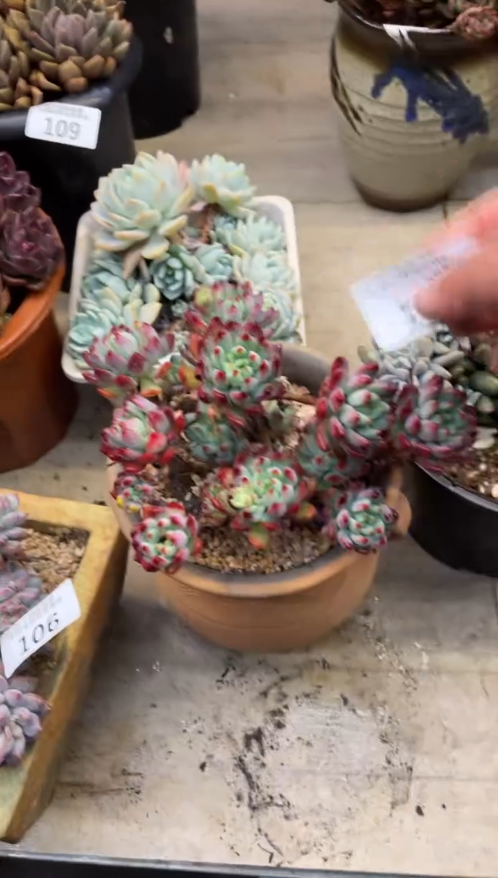 【闪购商品】112蓝苹果