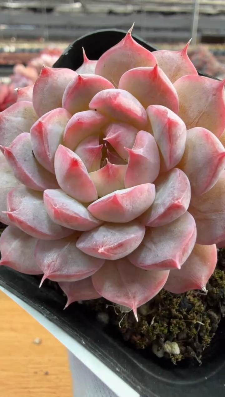 东云多肉园三店-117