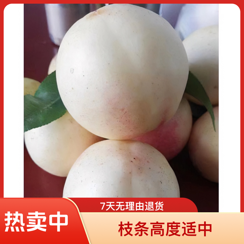 （枝条）黑涞早中晚熟毛桃油桃李子甜樱桃梨子树嫁接用枝条桃子果树