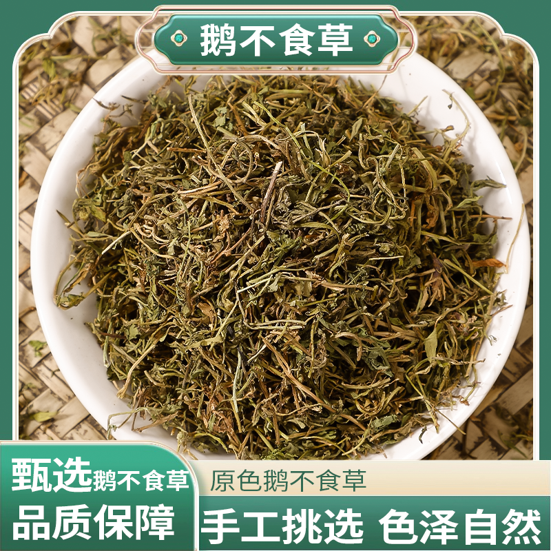 正宗精选好货【鹅不食草】 