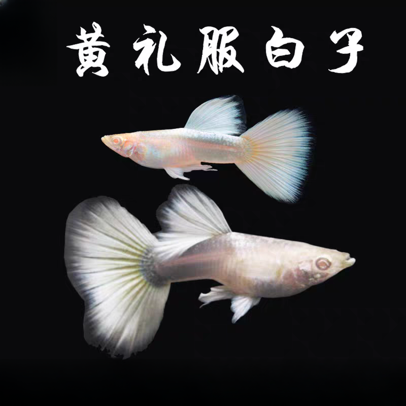 【白礼服】3-4cm纯种精品孔雀鱼好养易繁殖淡水小型热带观赏鱼