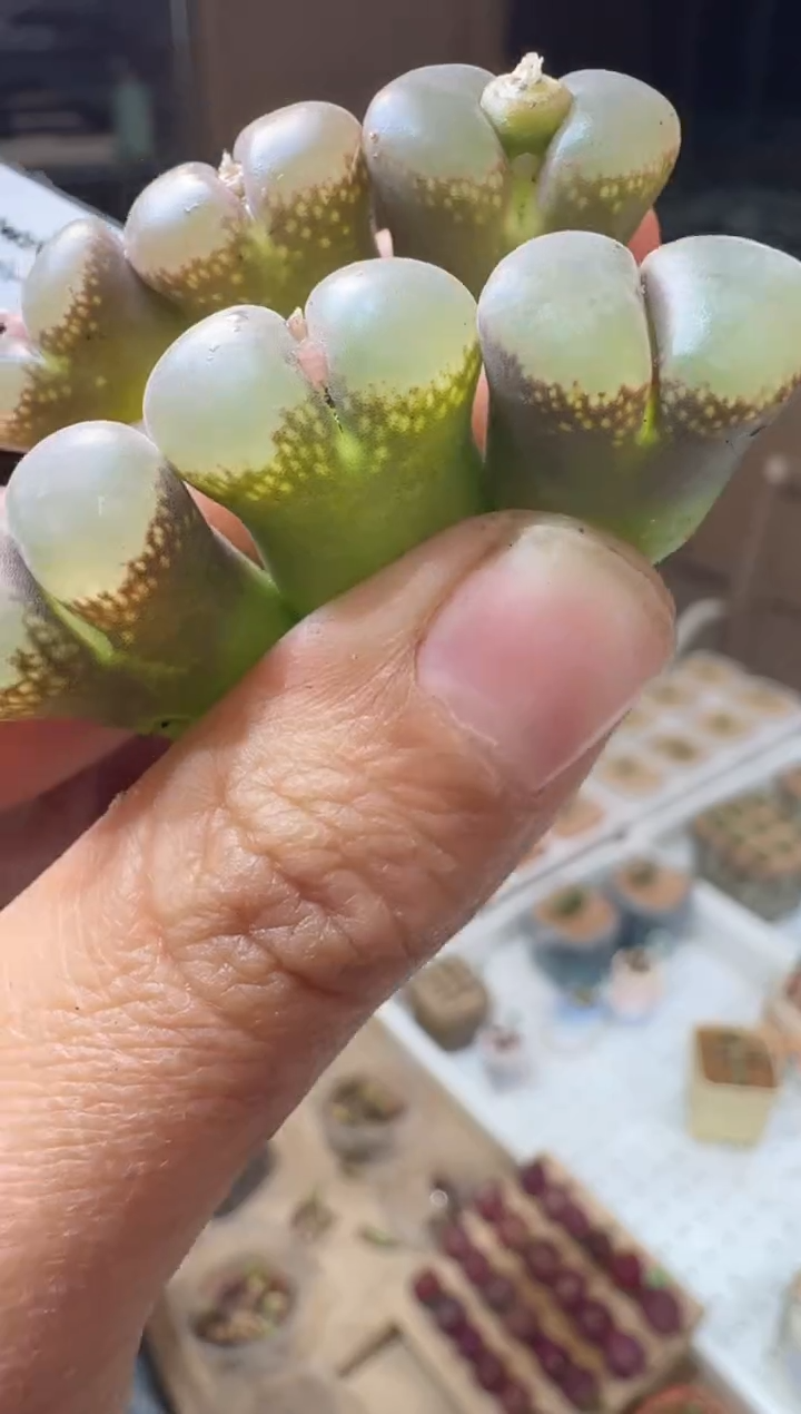 106多肉植物肉锥一颗