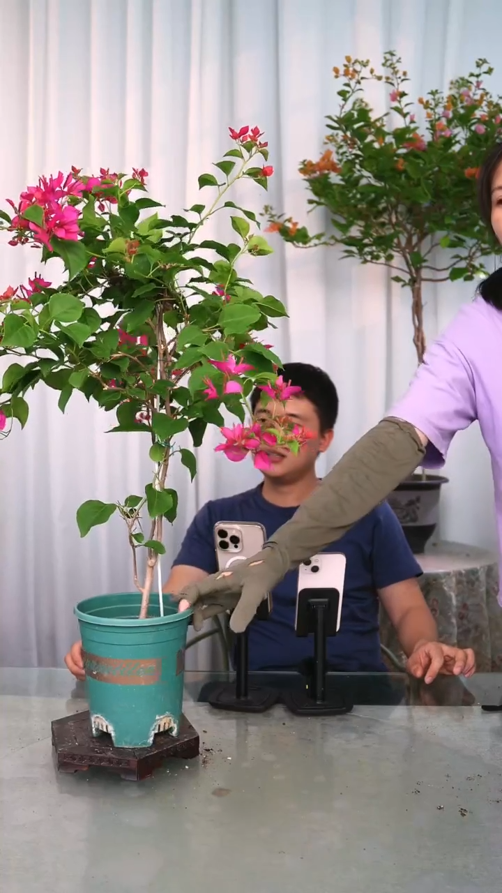 当前无花栽培后可以开花甜心带竹一颗