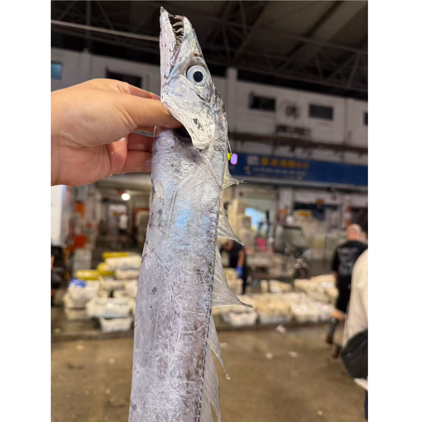 【4斤带鱼】东海野生海鲜海捕小眼带鱼小网海鲜顺丰包邮