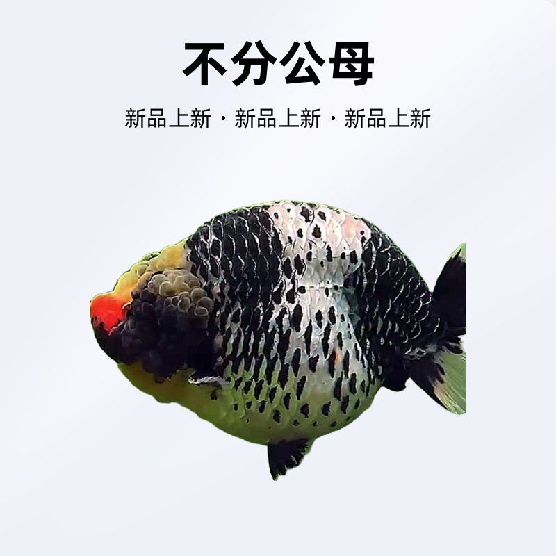 观赏鱼兰寿金鱼泰狮金鱼高货链接