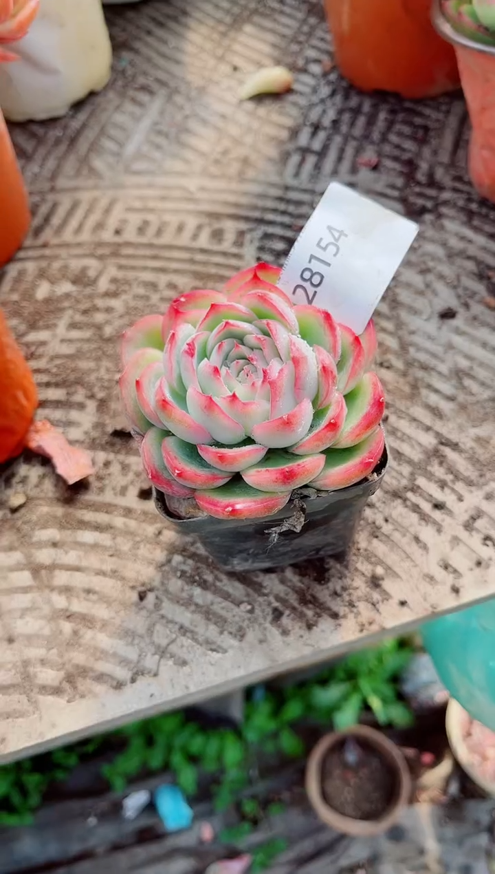 代*跃跃精品多肉28154