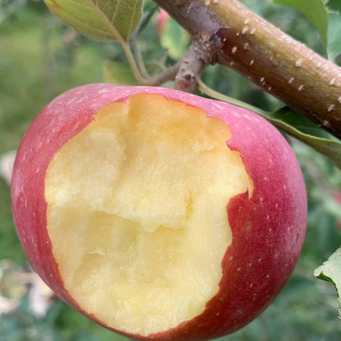 新疆阿克苏冰糖心苹果产地现摘现发全国包邮