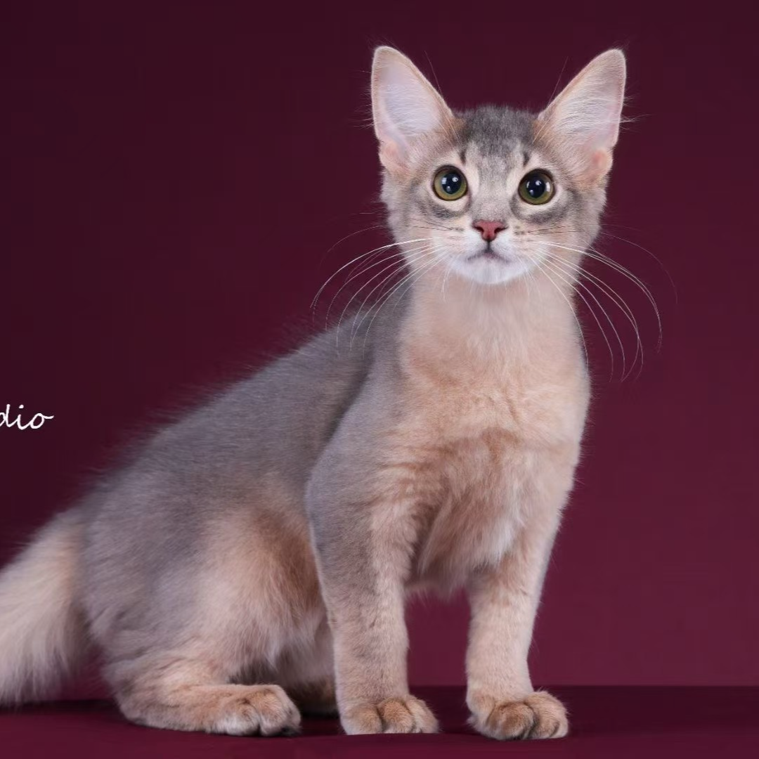 来了姊妹-蓝索马里猫 弟弟 23