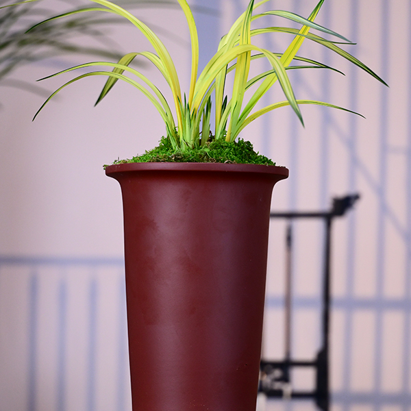 墨兰铭品【兰阳之松】高端紫砂盆栽好种好 易养活盆栽