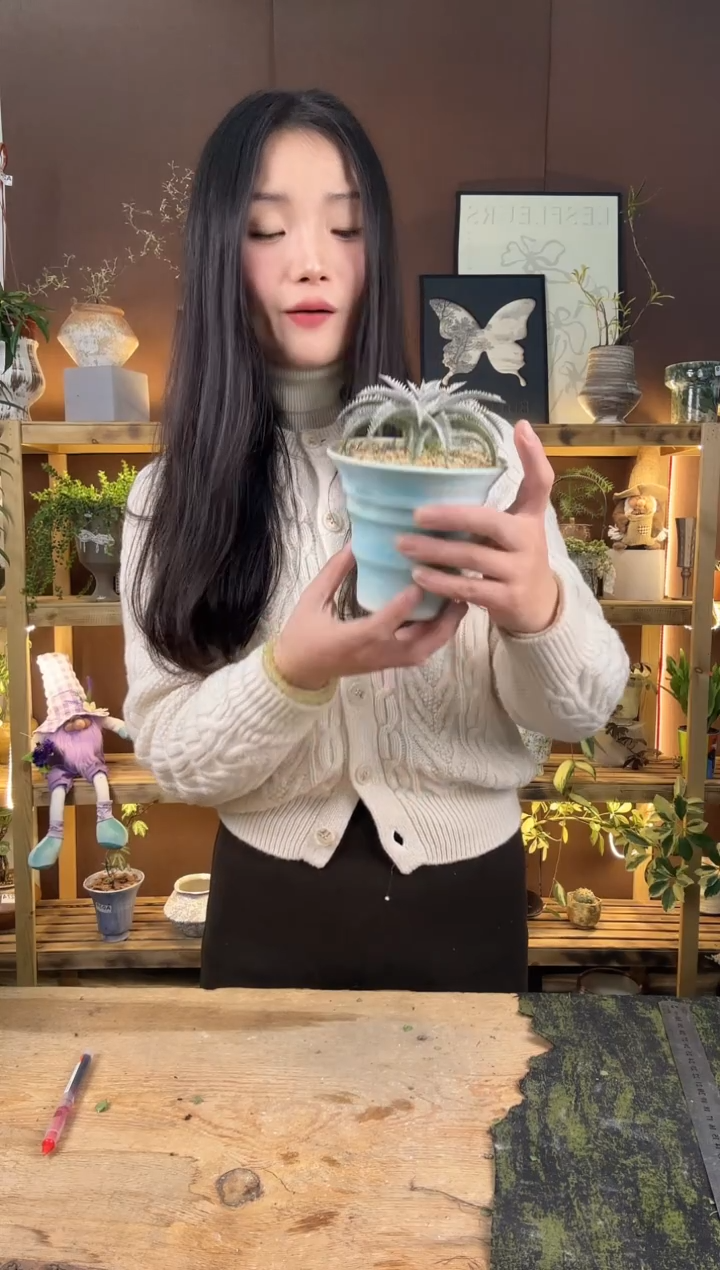 无花朵877沙漠凤梨加盆一套