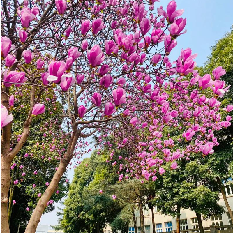 庭院别墅花卉紫玉兰带花苞耐旱抗寒植物门前花园易养护紫玉兰花苗