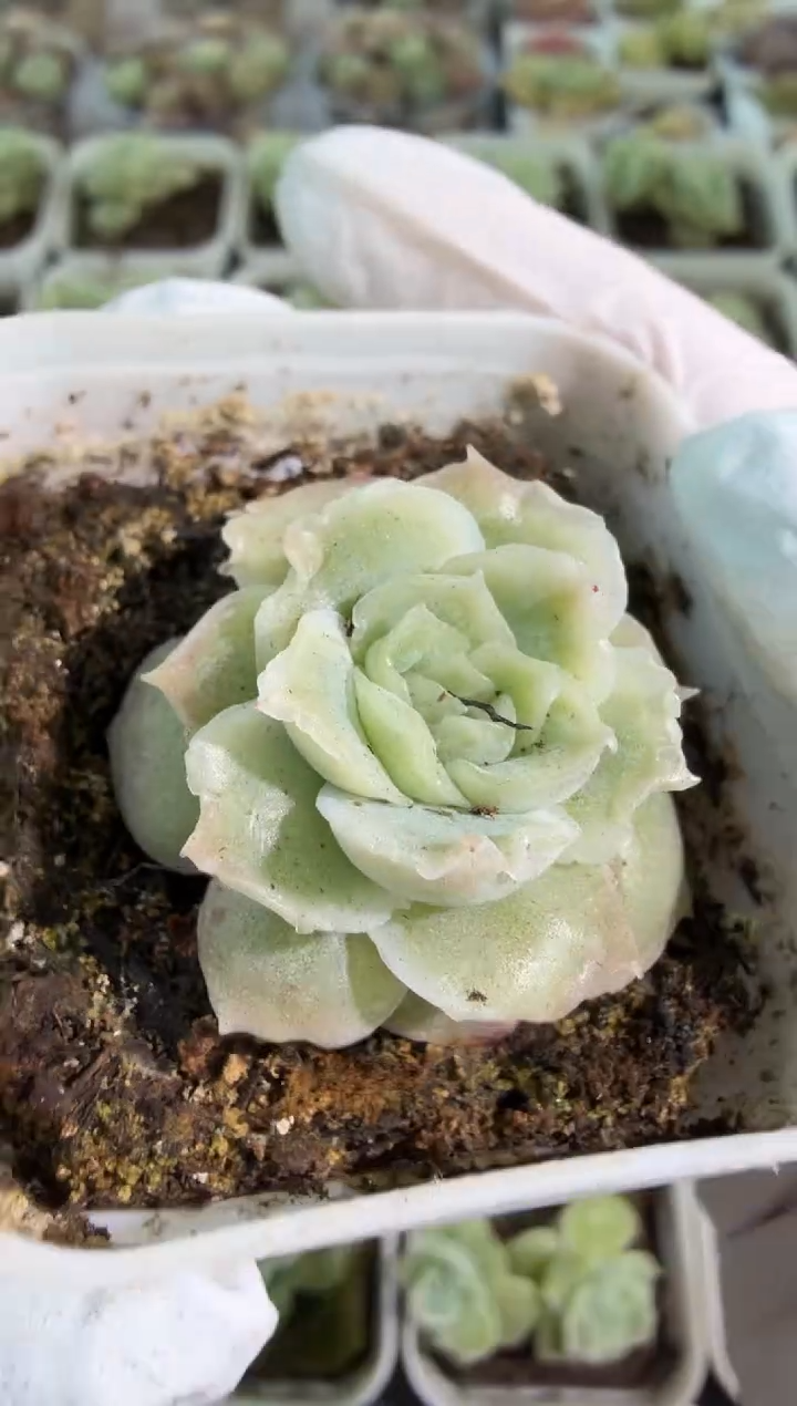 虾饺 五方一盆 单双混 量拍混发