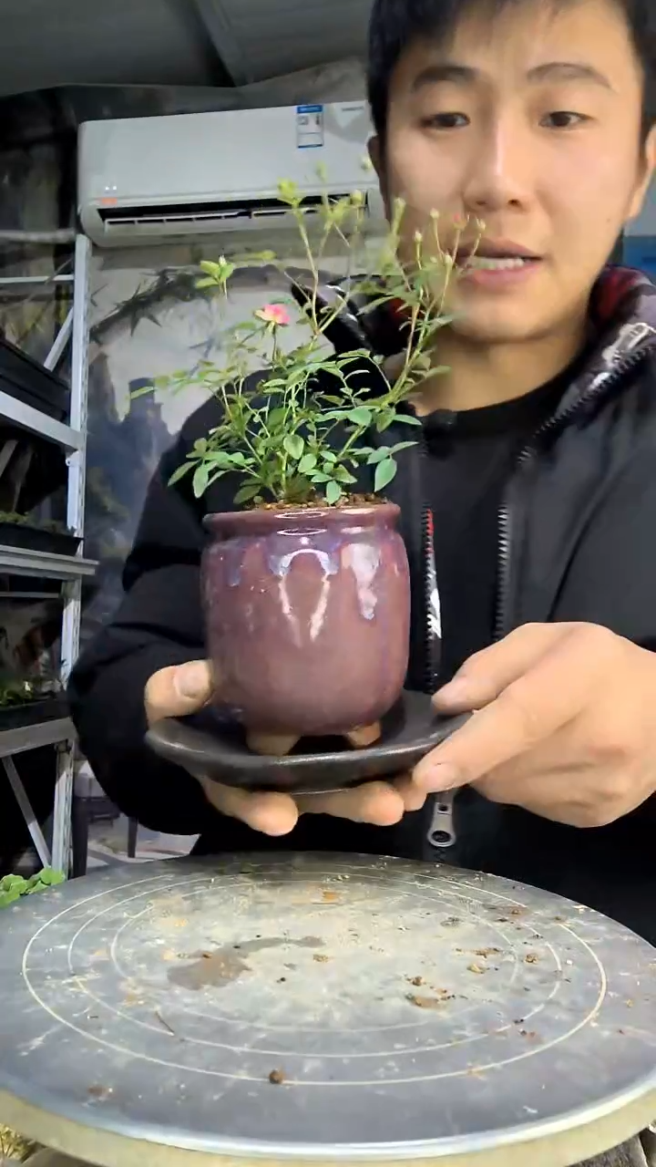 一**衣中青园艺一物一拍花123