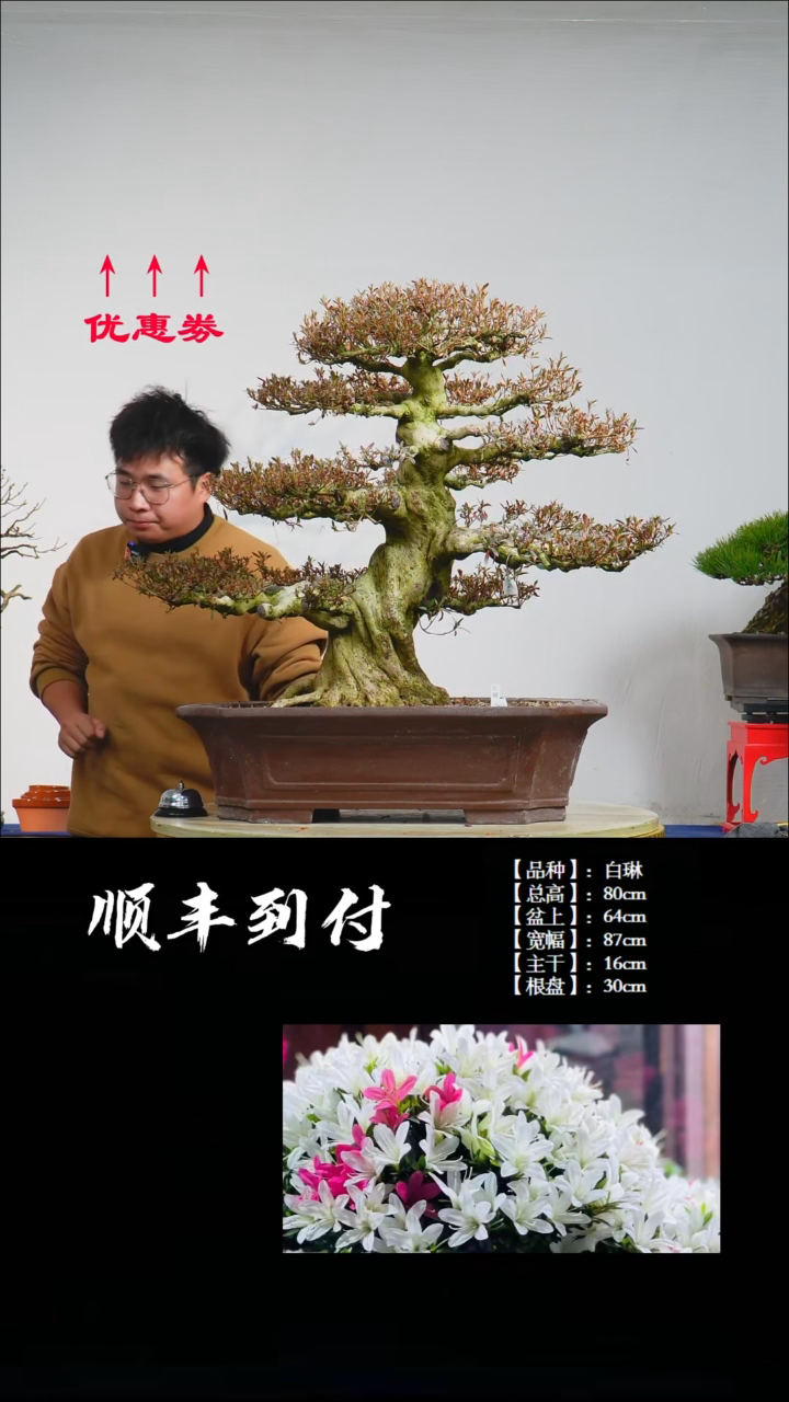 【闪购商品】1z018白琳bubaoyou